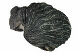 Bargain, Enrolled Drotops Trilobite - About Around #171565-2